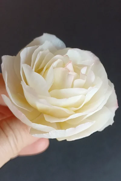 Rose-1