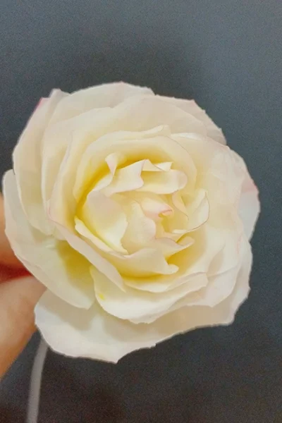 Rose-2